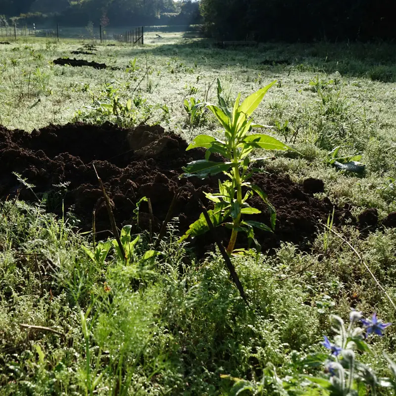 Morgendliches Feld mit Erdhaufen, wild wachsenden Pflanzen, Bäumen und Gitterzaun im Hintergrund.